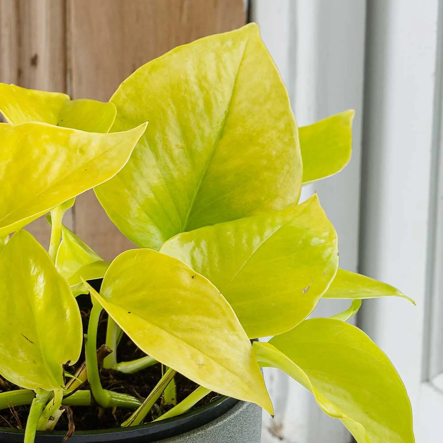 15 - 25cm Epipremnum Golden Pothos 12cm Pot House Plant