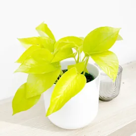 15 - 25cm Epipremnum Golden Pothos 12cm Pot House Plant