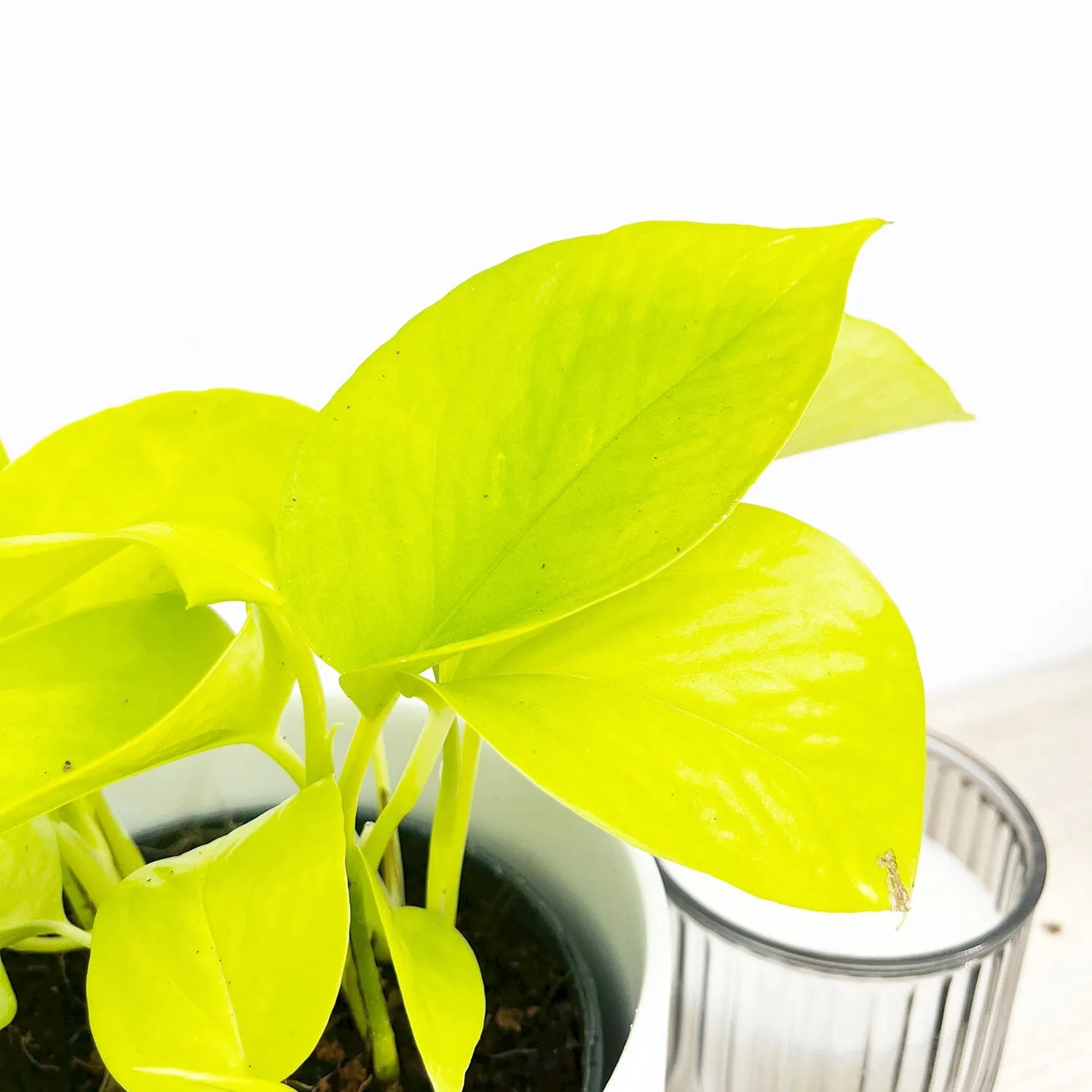 15 - 25cm Epipremnum Golden Pothos 12cm Pot House Plant